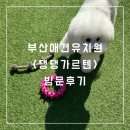 댕댕가르텐 강아지애견유치원호텔 | 부산 광안리 애견유치원 &amp; 애견호텔 댕댕가르텐 방문후기
