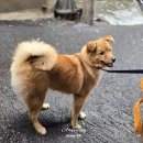 정일사 | 해방촌 신흥시장 바시아 제작쥬얼리로 유니크해!!