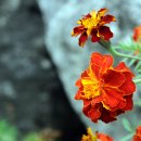 송학3리경로당 이미지