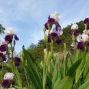 꽃뜨락단양민박 이미지