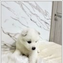 오독안심분양센터 강아지분양 고양이분양 광주점 이미지