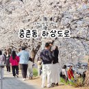 하천(대전천1) | 대전 벚꽃 명소 중촌동 하상도로 현재 개화 상황은?