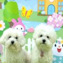 옐레드 애견유치원&애견호텔 부산용호점 이미지