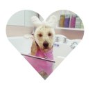 더(The)예쁘개 이미지