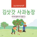 김삿갓 | 임실 사과농장, 김삿갓 사과농장|전주 근교 아이와 함께 사과 따기 체험 🍎