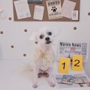 알콩달콩 애견미용실 이미지