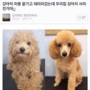 강아지 미용 이미지
