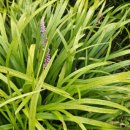 토바맑은식품 이미지