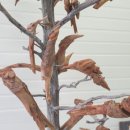 대동화원 이미지