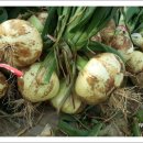 거운농장 이미지