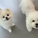 반려담애견유치원 | 강남애견실내운동장 겸 강남애견유치원, 반려담애견유치원에서 경험한 특별한 오비디언스 교육 후기