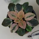 구이오이 이미지