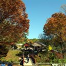 보석사   은행나무 이미지