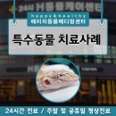 에이치동물메디컬센터 이미지