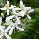 크리마티쓰 향기는 바람에 날리고....Sweet Autumn Clematis 이미지