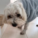 닥터오케이 | 닥터클라우더 대형견사료 후기 알러지, 토 문제 해결완료