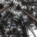 푸른숲황토방 이미지