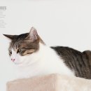 동물사랑애견샵 이미지