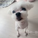 반갑다(반려견이 갑이다) 이미지