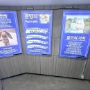 퍼피캣 강아지분양 고양이분양 대구경산점 이미지