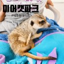 미어켓파크 이미지