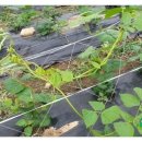 신가네농장 이미지