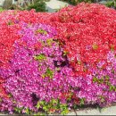 마치무릉도원 이미지