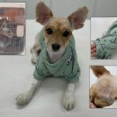 강아지와 고양이 이미지