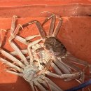 남석리 매일시장 | 영덕대게맛집 “달동네영덕대게” 영덕맛집 영덕대게가격