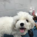 24시청주i동물병원 이미지