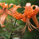 나리반점 이미지