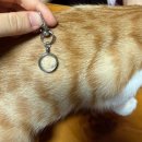 하니캣 | 2026 대전 궁디팡팡 캣페스타 방문 후기 😻