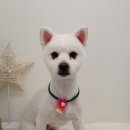 개들의 집 펫살롱 이미지