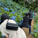 에그드랍 정관점 | 호용용호랑 수국 꽃구경