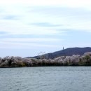 4월 번개여행 경주 보문단지 벚꽃 및 파도소리길 여행 이미지