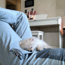 개를 위한 하루 이미지