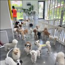 놀러오개 애견 유치원 애견 호텔 이미지