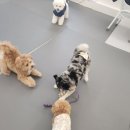 에덴 애견 유치원 호텔 이미지