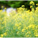 꽃들의이야기 이미지