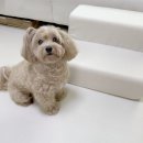 하우스토어 | 하우모리 강아지 계단 애견 침대 소형견 관절 부담 줄여주는 필수템