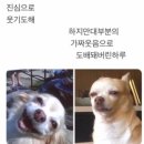 돈코지