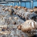 고송농장 이미지