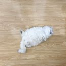 마곡 고양이 미용 호텔 | 강서구 마곡 : 심쿵하냥_고양이 미용&amp;호텔