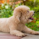 24시 송도힐 동물메디컬센터 이미지