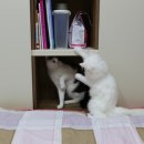 꼬띠아르