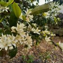 감귤향기 이미지