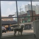 멍이가 웃통벗는날 네이버블로그