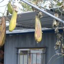 유신농장 이미지