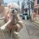 봉선동미용실 다움 | 광주애견미용 월산동 비숑다움