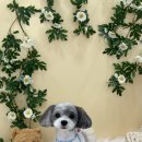 코코바코 이미지